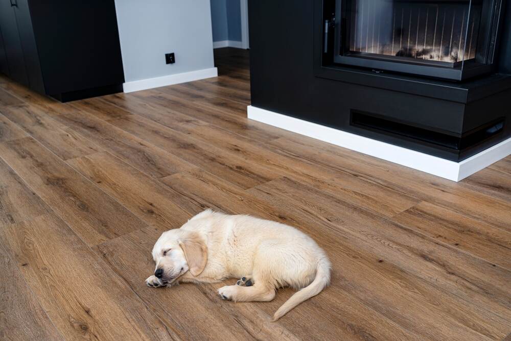 Golden retriever sleeping on vinyl floor planks.